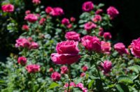 Rose Garden, Portland